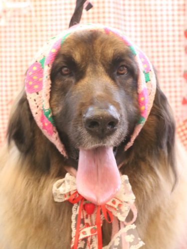 20260319シェリーちゃん