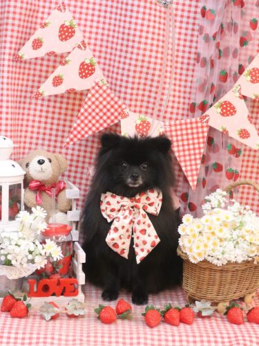 20260320まめくん