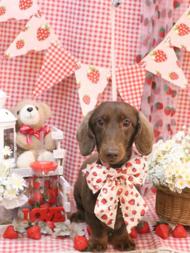 20260320チョペくん