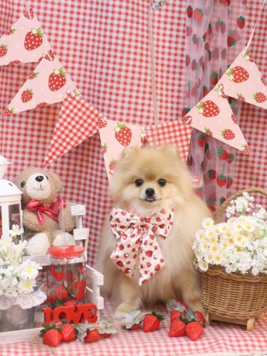 20260320アッシュくん