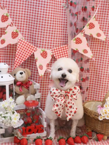 20260321ふぁるくん