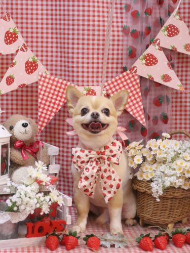 20260321チャチャくん