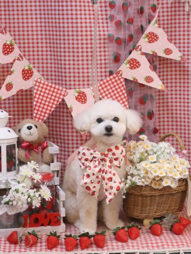 20260321ポコちゃん