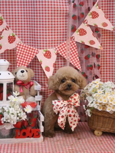 20260321COCOちゃん