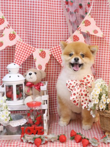 20260321たぬきちくん