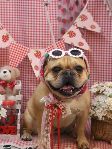 20260321力也くん