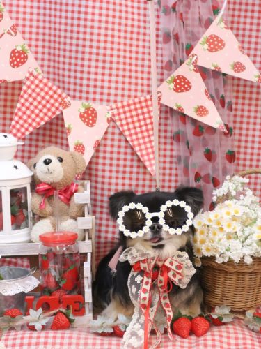 20260321プリンちゃん