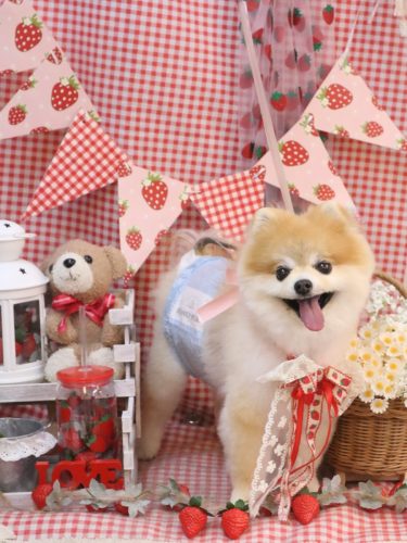 20260321モコくん