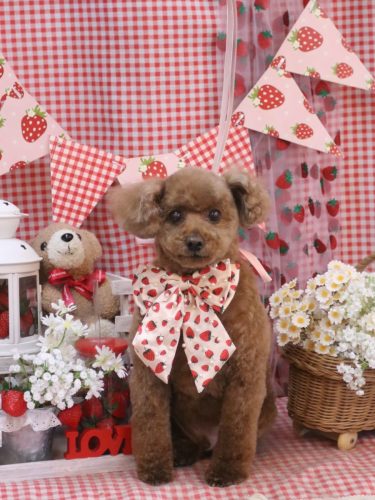 20260322ココアくん