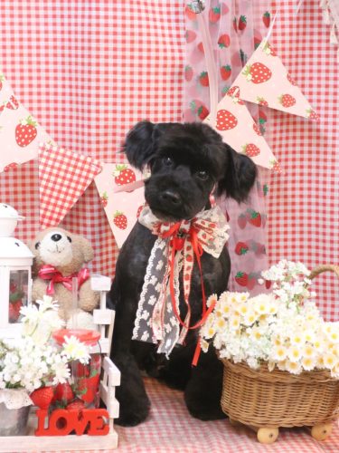 20260322レアくん