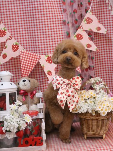 20260322むぎちゃん