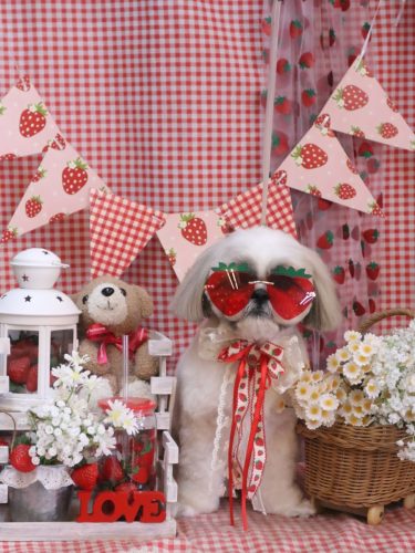 20260322みたらしちゃん