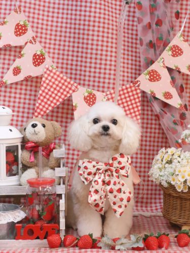 20260324シェリーちゃん