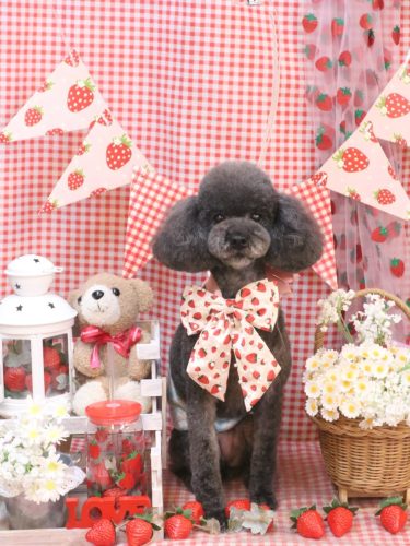 20260324ボーロくん