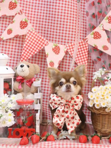 20260324さくらちゃん