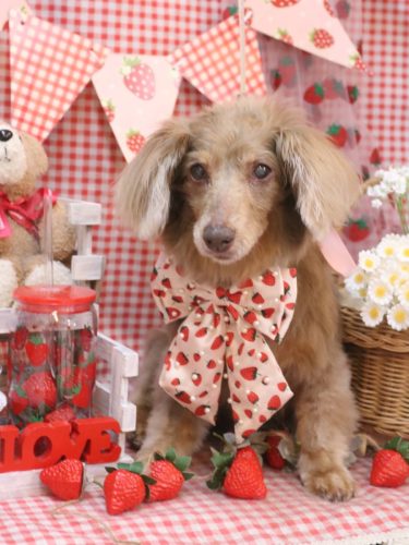 20260324桃ちゃん