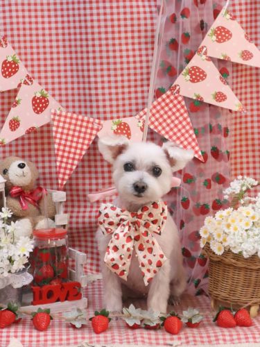 20260324ヒメちゃん