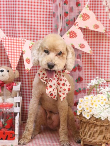 20260324アルトくん