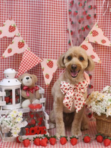 20260325タルトくん