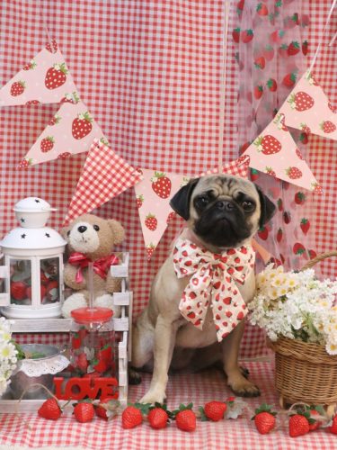 20260325ふぅちゃん