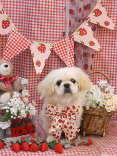 20260325ぺぺちゃん