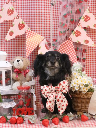 20260325シンバくん