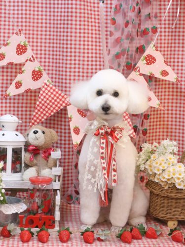 20260325ポンくん