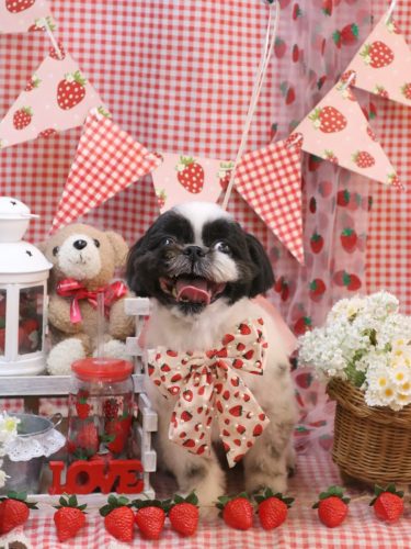 20260325たいがくん