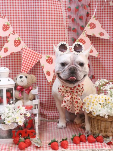 20260325ブーくん