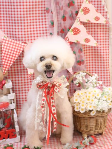 20260325ピッピちゃん