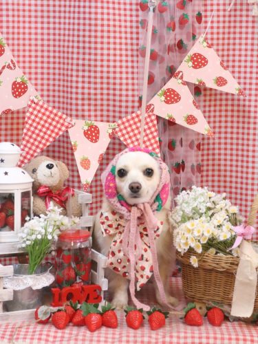 20260326めるちゃん