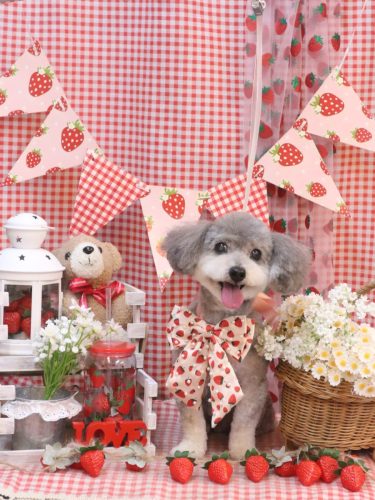 20260326チップくん