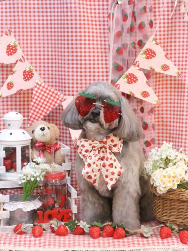 20260326蘭太郎くん