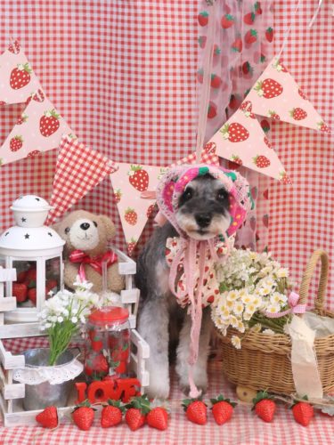 20260326むぎちゃん