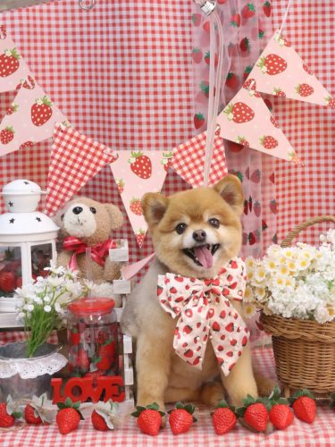 20260326のんちゃん