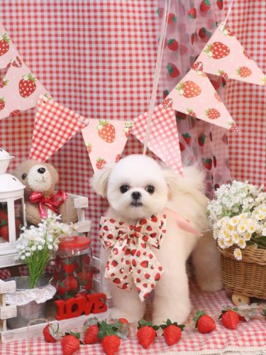 20260326ぷぷちゃん