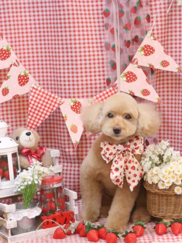 20260326モンチちゃん