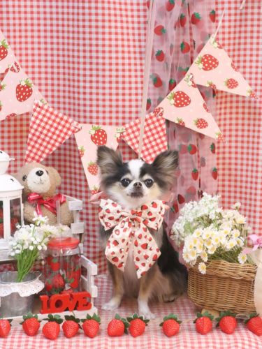 20260327ひめちゃん 