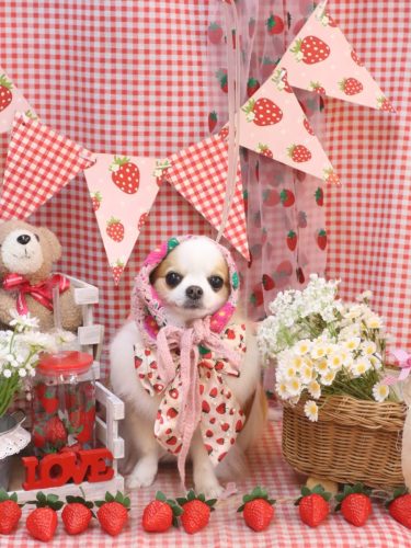 20260327りくくん