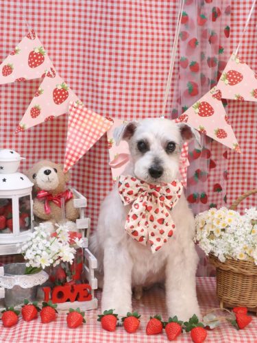 20260328ボルトくん