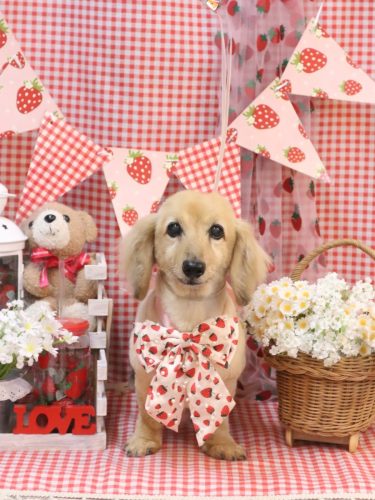 20260328ここあちゃん