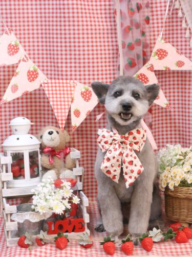 20260328シルヴァくん