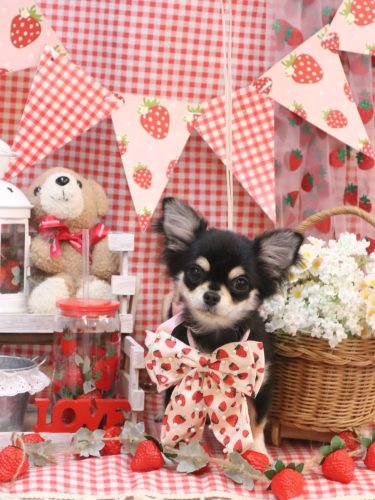 20260328ちっちちゃん