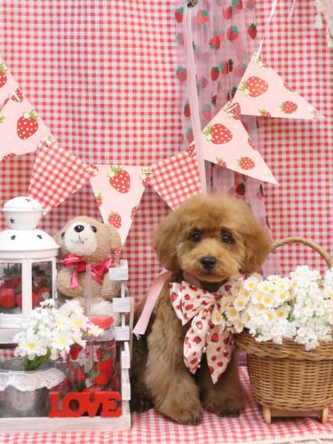 20260328てんくん