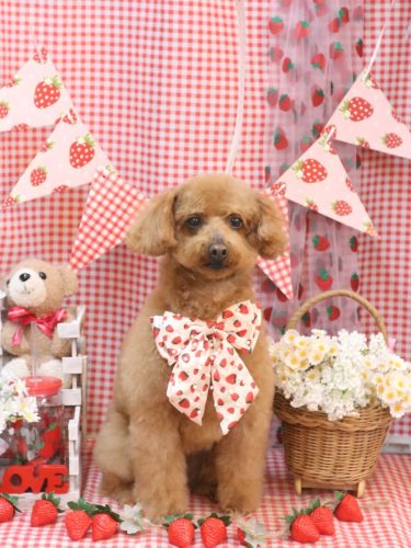 20260329チョコちゃん