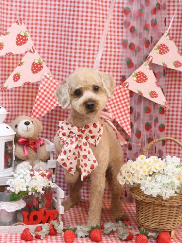 20260329マロンくん