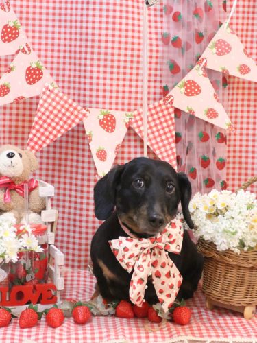 20260329らんちゃん