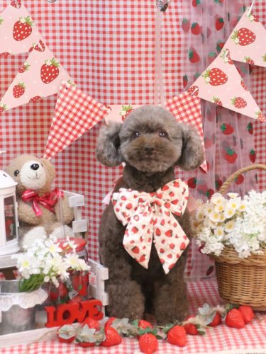 20260329モカくん