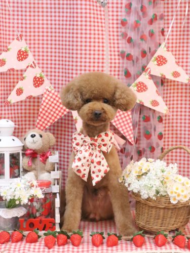 20260329まめくん