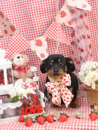 20260331のあくん